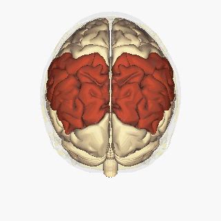 Parietal Lobe Physiopedia