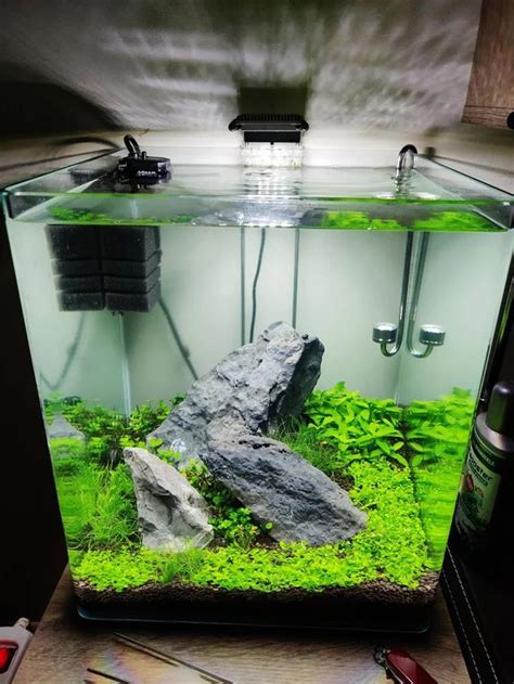 I Made This Iwagumi Weeks Ago My Take On A L Cube Aquascape