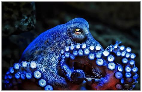 57octopus Photography Octopus Common Octopus Types Of Octopus