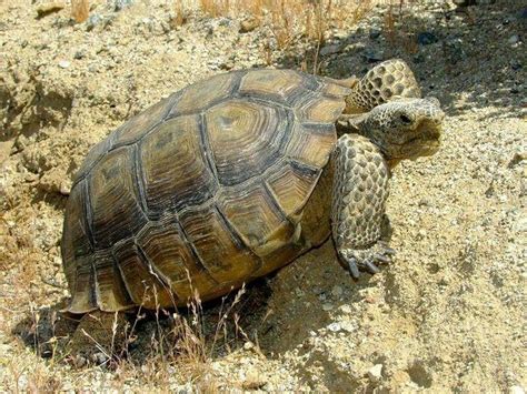 California desert tortoise | Desert tortoise, Tortoise food, Tortoise care