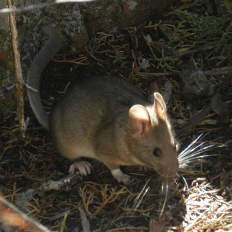 Bushy Tailed Wood Rat Wildlife Of Lory State Park · Inaturalist