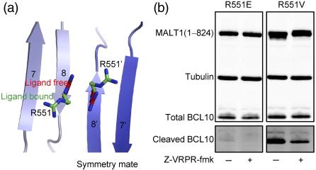 Dimer Interface Mutants Do Not Support MALT1 Dependent BCL10 Cleavage