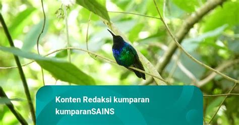 Burung Hilang Paling Langka Di Dunia Muncul Di Kolombia Begini