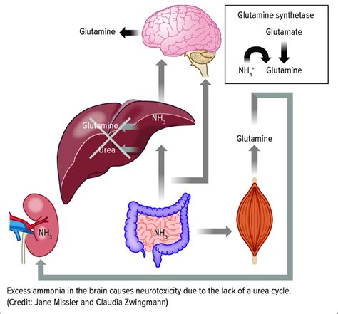 Development Of Hyperammonemia 23 Download Scientific Diagram