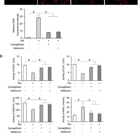 Canagliflozin Induces Autophagic Activity In Renal Tubular Epithelial