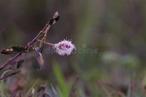 Flowers in the Rainy Season Stock Image - Image of flower, produce: 228503377