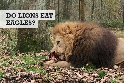 Do Lions Eat Eagles Or Hunt And Kill