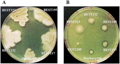 Bacillus Subtilis Morphology