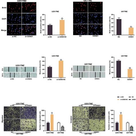 Effects Of Cend1 On Glioma Cell Proliferation Migration And Invasion