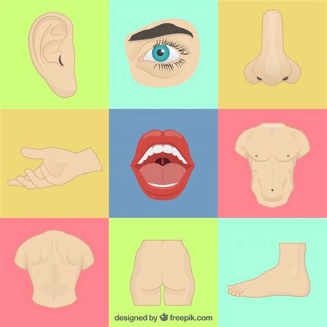 Body Parts Vector At Vectorified Collection Of Body Parts Vector