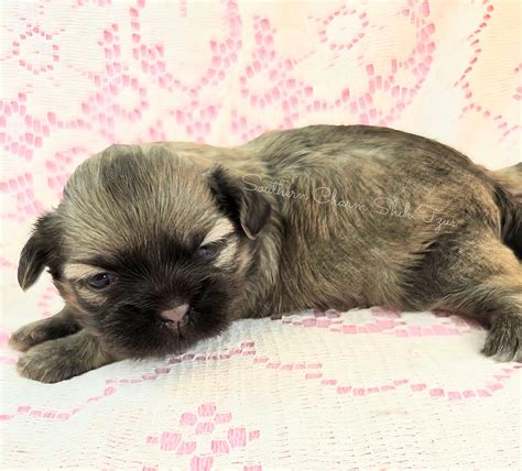 Southern Charm Shih Tzu's - Shih Tzu Puppies For Sale In Athens, GA - Born on 04/16/2025