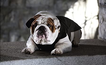 Croci JACKET BULLDOG - Ватирано яке за куче | Zooland-varna.com