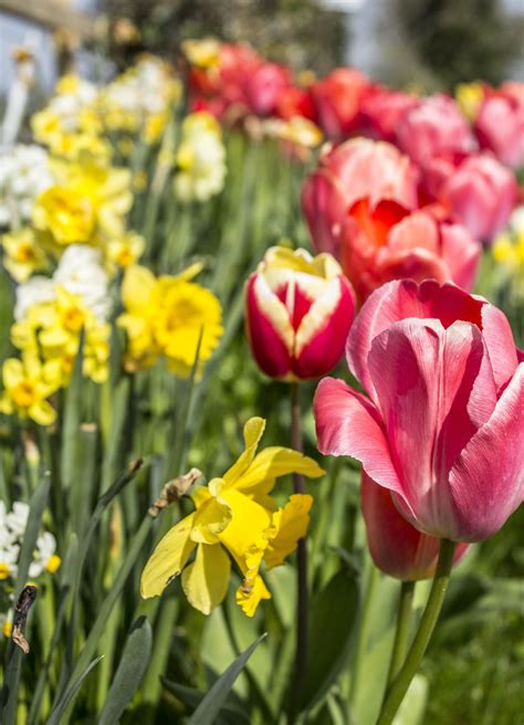 Gratis Billeder Natur Blomst Kronblad Flor Blomster Tulipan