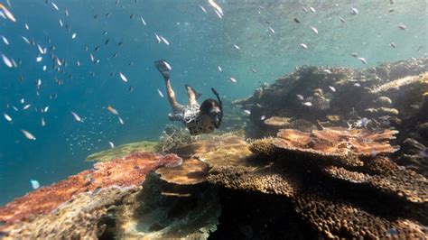 Snorkelling Airlie Beach - Outer Barrier Reef Snorkel Safari