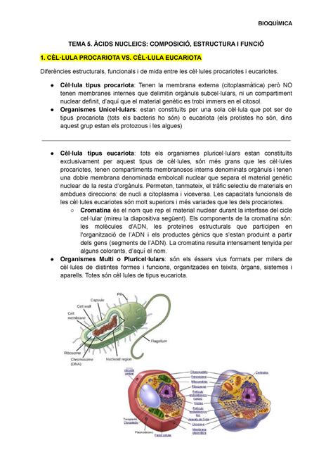 Apunts T5 Àcids Nucleics Composició Estructura I Funció TEMA 5