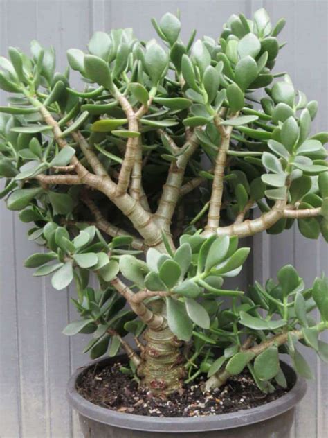 Crassula Plants Species How To Grow Care Propagation Pruning And Benefits