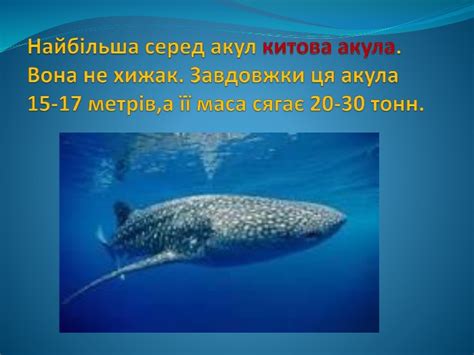 Презентація "Тварини -рекордсмени"