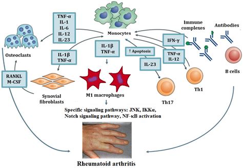 Ijms Free Full Text Macrophage Dysfunction In Autoimmune Rheumatic