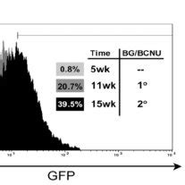 In Vitro And In Vivo Chemoselection Of Syngenic And Allogeneic HSC