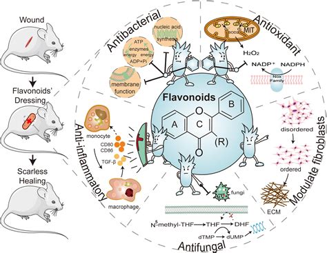 Frontiers The Potential Of Functionalized Dressing Releasing