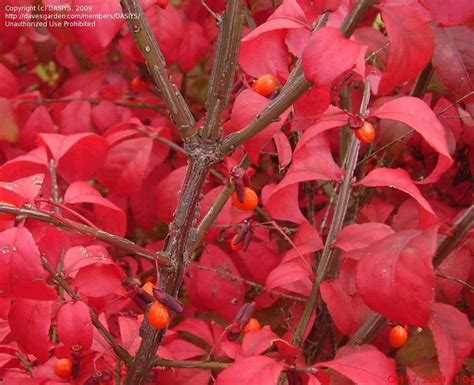 Plantfiles Pictures Burning Bush Cork Bush Winged Euonymus Compacta Euonymus Alatus By