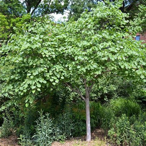 Eastern Redbud Tree | New Life Nursery