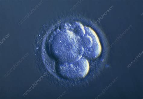 Lm Of A Four Cell Embryo Showing Its Blastomeres Stock Image P