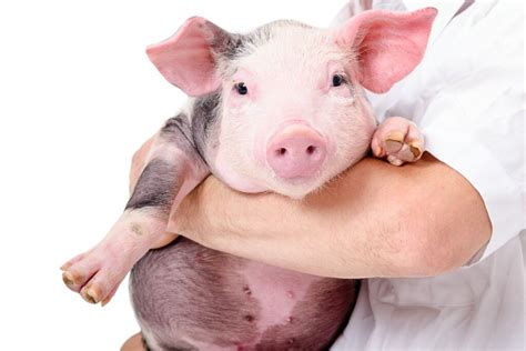 Top 10 Most Common Diseases In Pigs