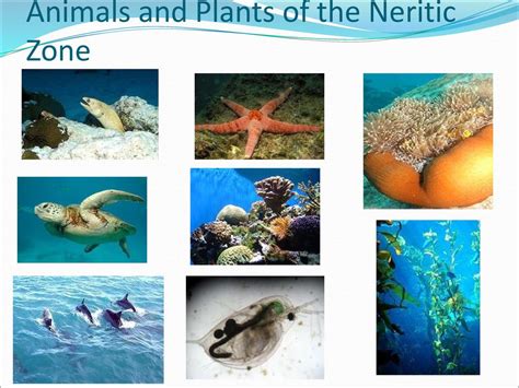 Neritic Zone Food Web