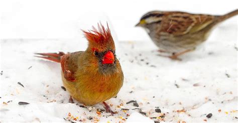 Winter Bird Feeding Activities