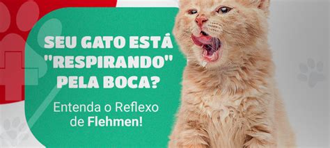 Gato Respira Pela Boca - HV Levet - Seu Gato Está "Respirando" pela Boca? Entenda o Reflexo de ...