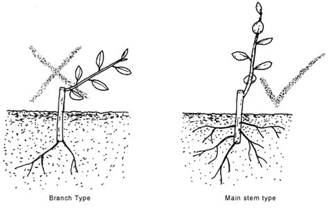 Root Cutting Propagation