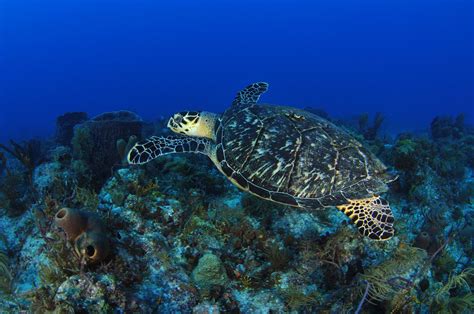 Tortugas En El Mar Peruano Oceana Peru