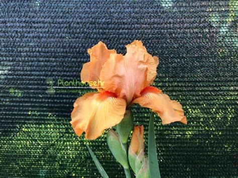 Perunika Iris Germanica Apricot Silk Sadnice