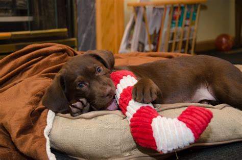 Quelles sont les étapes pour préparer son foyer à larrivée dun chien