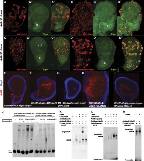 Eiger A TNF Ligand Is Required Downstream Of Nact And Mef2 Signals