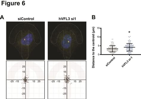 HVFL3 Is Required For Centrosome Positioning In Interphase Cells A