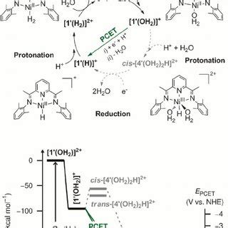 Cyclic Voltammograms Of Mm In M Nbu Bf Acetonitrile