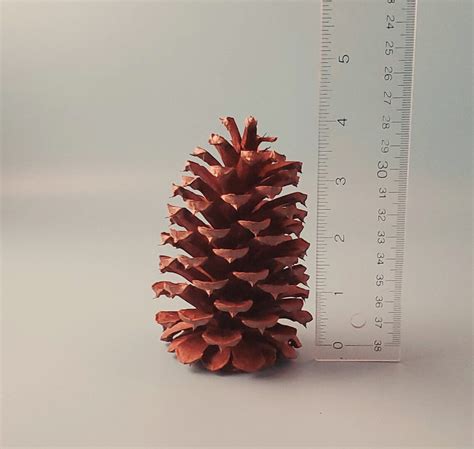 Natural Georgia Pine Cones Georgia Bulk Pine Cones Crafting Etsy