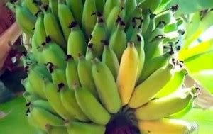 Gazetaweb Comer Uma Banana Por Dia Pode Prevenir C Ncer Heredit Rio