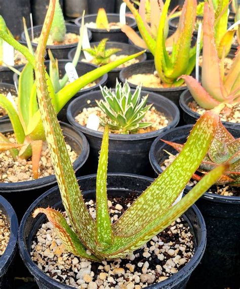 Rare 1g Aloe Dyeri Spectacular Aloes That Get Bloom Spikes In Etsy