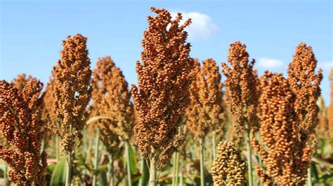 Sorgo o que é características e como cultivar esse grão