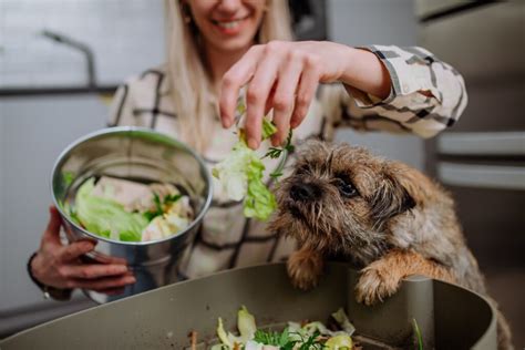 Es Segura La Lechuga Para Tu Perro Comida Para Perros