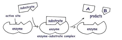 Basics Of The Induced Fit Model Of Enzyme Action Noticias Modelo