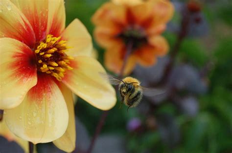 Buzzing Bee Photograph By Serenity Scapes Fine Art America