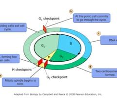 Biology 123 Chapter 12 Mastering Flashcards Quizlet