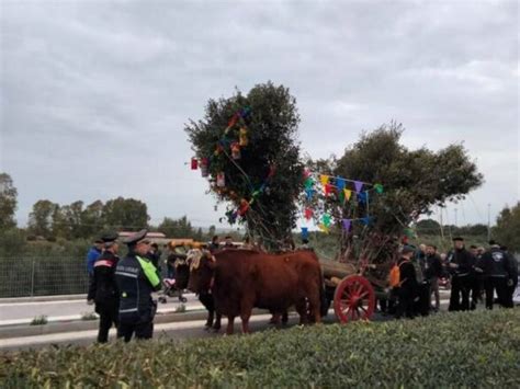 Attorno Al Fal Per Vivere La Comunit A Ollastra La Festa Di San