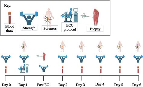 Common Markers Of Muscle Damage Are Associated With Divergen