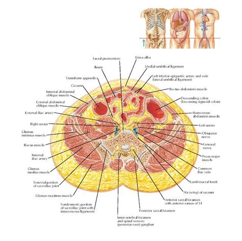 Transverse Section Of Abdomen Level Of S1 Anterior Superior Iliac