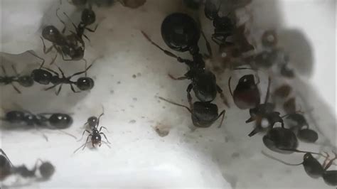 Messor Barbarus Harvester Ants 22102017 Youtube